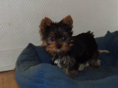 YORKSHIRE   FEMELLES  ET MALES 1300 77930 Chailly-en-bi�re