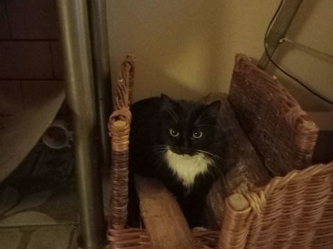 Donne chat 0 69400 Limas