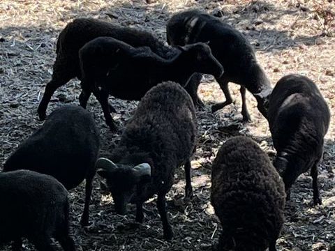 agneau d'ouessant 60 33390 Blaye