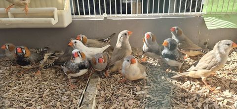 Mandarins 5 29860 Bourg-blanc