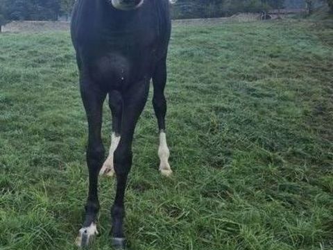 NEPTUNE  13000 63290 Paslires