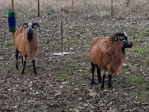 MOUTON DU CAMEROUN 120 60112 Bonni�res