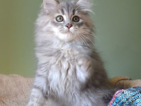 Chatons sibérien hypoallergénique 1200 06200 Nice