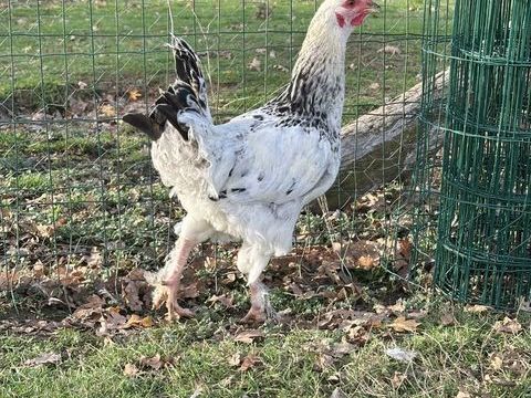 Coq 5 49670 Valanjou