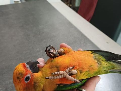 perroquets &eacute;lev&eacute;s &agrave; la main 350 29300 Guilligomarc'h