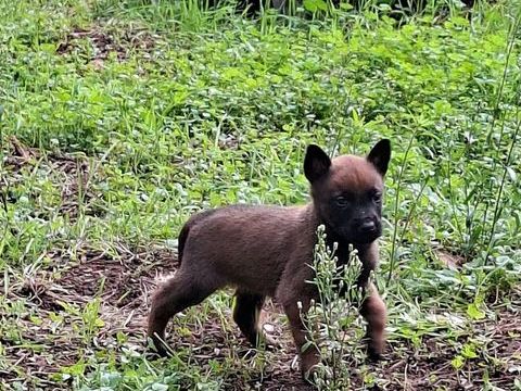 berger belge malinois 850 83170 Brignoles