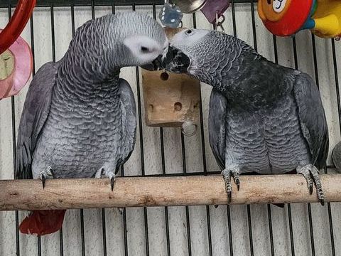 couple gris EAM 1800 83370 St aygulf