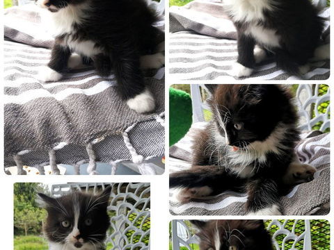 Donne chatons 0 53350 Fontaine-couverte