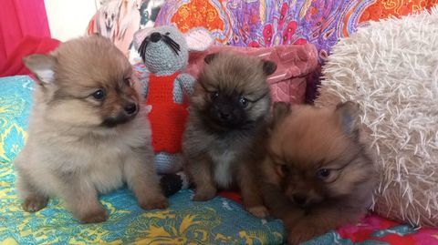 Chiots pomsky f2 b (facilit&eacute; de paiement) 920 60130 Saint-just-en-chauss�e