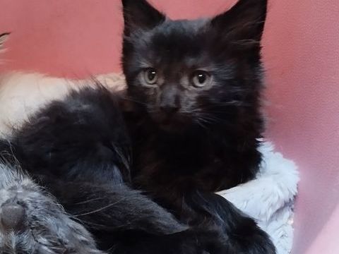 Maine Coon loof 1000 56140 Tréal