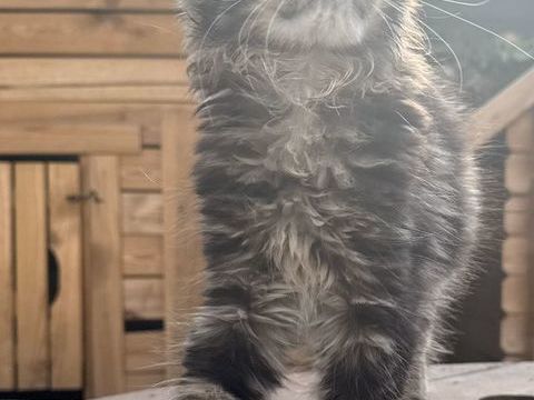 Femelle Maine Coon LOOF polydactyle 1200 13400 Aubagne