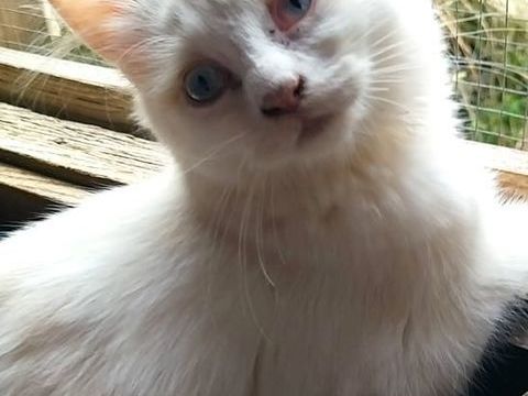 Chaton crois&eacute; sacr&eacute; de Birmanie 390 67150 Uttenheim