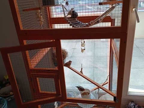 Diamants mandarin 0 72100 Le mans