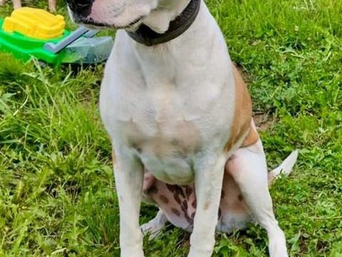 Romy, femelle, X Berger, née le 02/10/2022 380 76000 Rouen