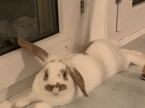 Donne 2 adorables lapines - secteur de Montigny le Bnx (78) 0 78180 Montigny-le-bretonneux