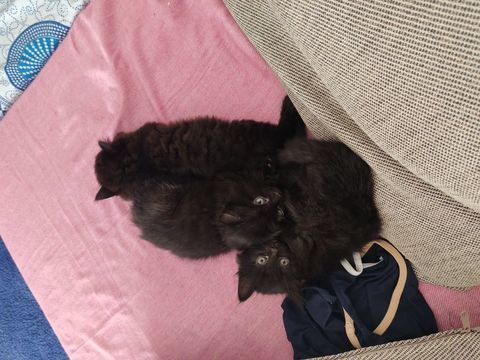Donne chatons contre bons soins 0 13630 Eyragues
