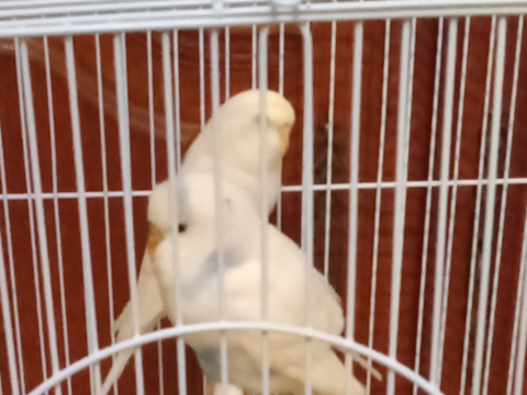 J'ai un couple de perruche 35 75019 Paris