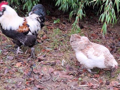 Coq faverolle allemand 0 56190 Muzillac