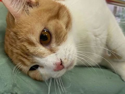 ✨️ MACHU ✨️ 🐱 0 78600 Maisons-laffitte