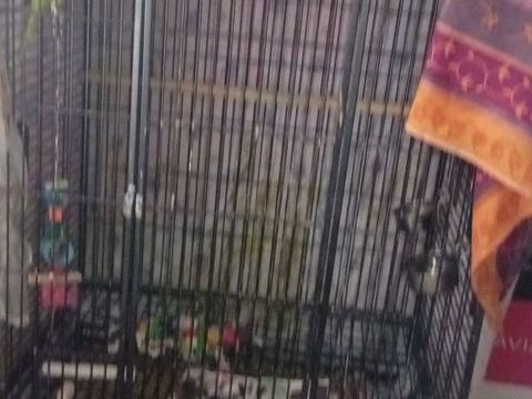 loriquet femelle 1500 59650 Villeneuve-d'ascq