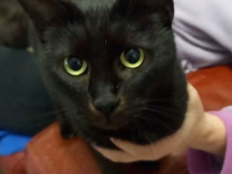 MIKETTE 115 95420 Saint-gervais