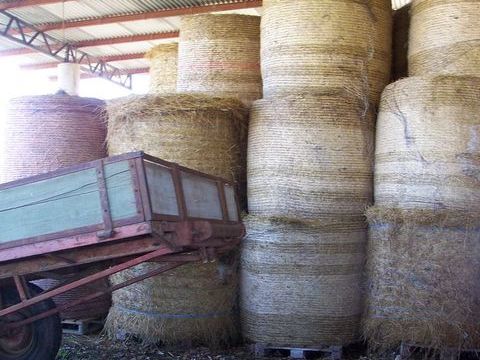 foin    botte   ronde 2025  bio 95 81990 Le sequestre