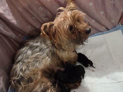 Yorkshire terrier 1350 54220 Malz�ville