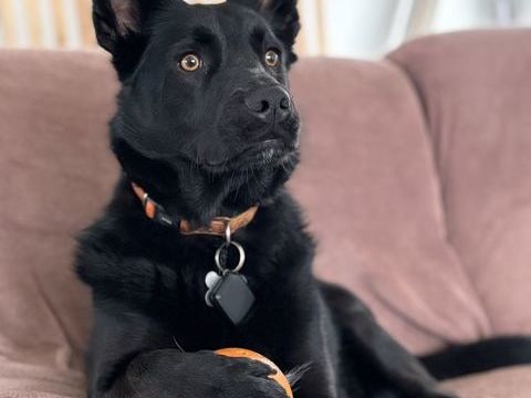 Chien 4 ans &agrave; adopter 0 22360 Langueux