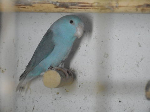 Touis celeste 40 56630 Langonnet