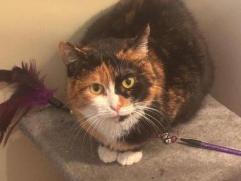 CHANEL SE TROUVE EN FAMILLE D'ACCUEIL DANS LE 94 0 94400 Vitry-sur-seine