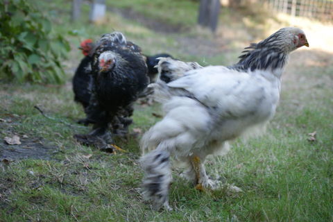 Jeune coq Brahma 15 33121 Carcans