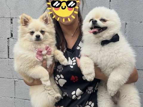 ? Chiots type Spitz Nain (Pomeranian) blancs et sable &agrave; r&eacute;se 1800 93100 Montreuil