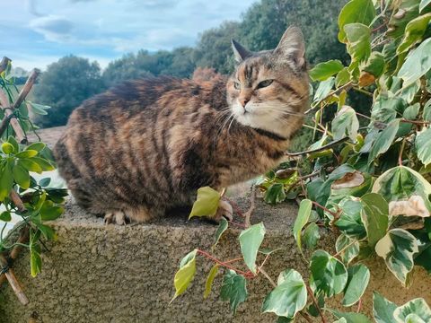 Suchi gentille chatte caline de 5 ans cherche adoptants 140 11000 Carcassonne