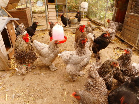 POULES COQS POUSSINS OEUFS BRAHMAS 1.60 E 1 59310 Landas