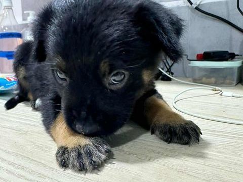 LAUMA petit amour sur pattes 300 78000 Versailles