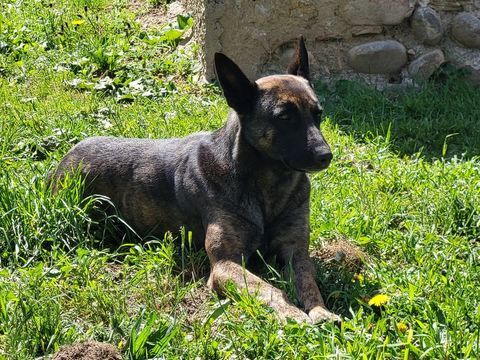 Chien ORCA à l adoption 250 26210 pinouze