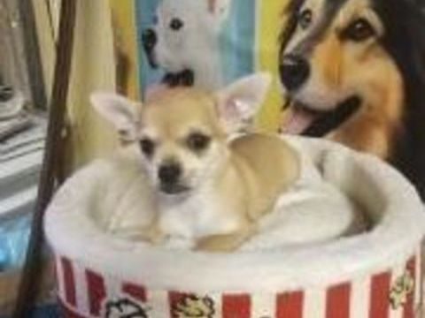 chihuahua 650 31230 Montbernard