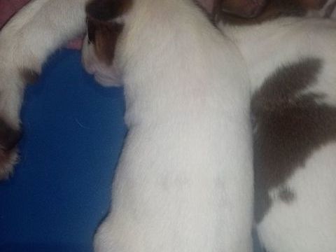Chiot jack russel 0 44160 Besné