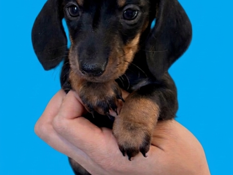 Chiots teckels nains LOF 2500 13700 Marignane