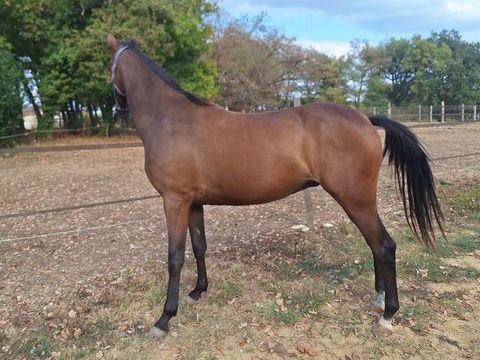 Poulain pr&ecirc;t &agrave; qualifier Nerac
3000 47210 Saint-eutrope-de-born