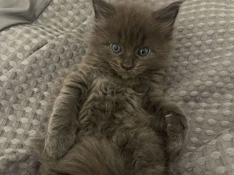 Chatons Maine Coon non LOOF &agrave; r&eacute;server 800 83170 Rougiers