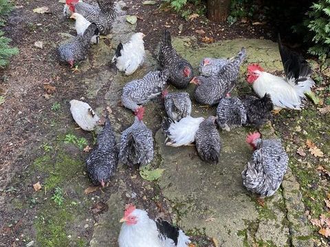 couple volaille naine CHABO coucou 30 77111 Soignolles-en-brie