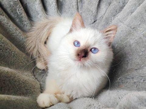 Magnifique chaton sacr&eacute; de Birmanie loof 1500 83300 Draguignan