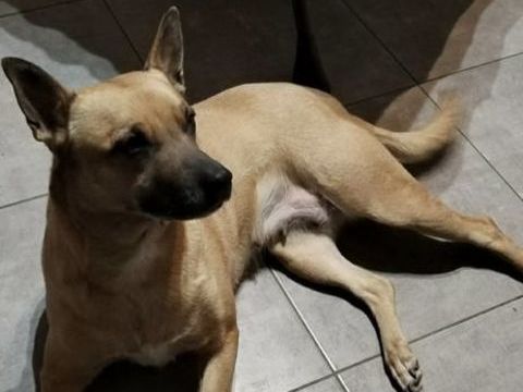 Chien MIRA &agrave; l adoption 250 69150 D�cines-charpieu