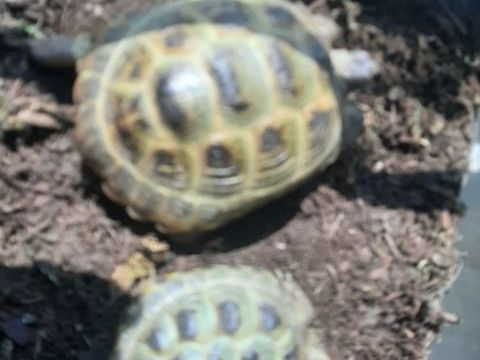 Tortues steppes 300 88000 pinal