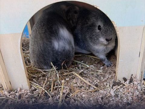 Deux s?urs cochons d'Inde n&eacute; le 12 d&eacute;cembre 2025 20 06100 Nice