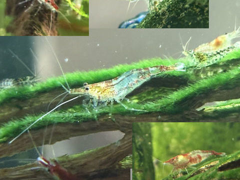 Crevettes Neocaridina d&eacute;class&eacute;es 0 77160 Provins