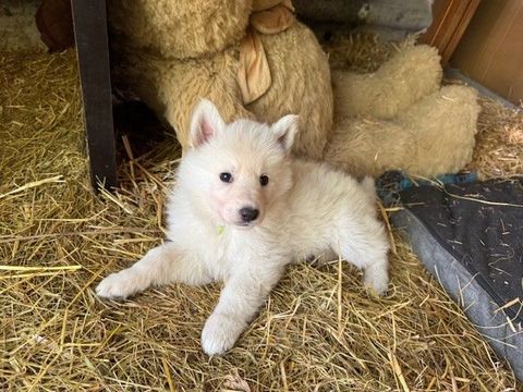 Magnifiques chiots berger blanc suisse 1000 33210 Sauternes