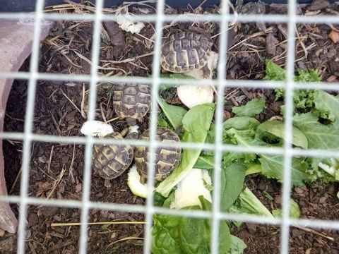 Tortues de terre 
50 13320 Bouc-bel-air