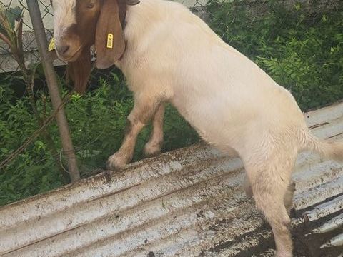 2 boer mâles de moins d'un an 900 97212 Saint-joseph